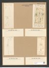 Stauroneis phoenicentrum (Nitzsch.) Ehr. (de-Toni-Nr.: Genus 6, Species 867) Zeichnungen Sammlung Grunow Nr. 1722 (NHMW-BOT-W0368600)